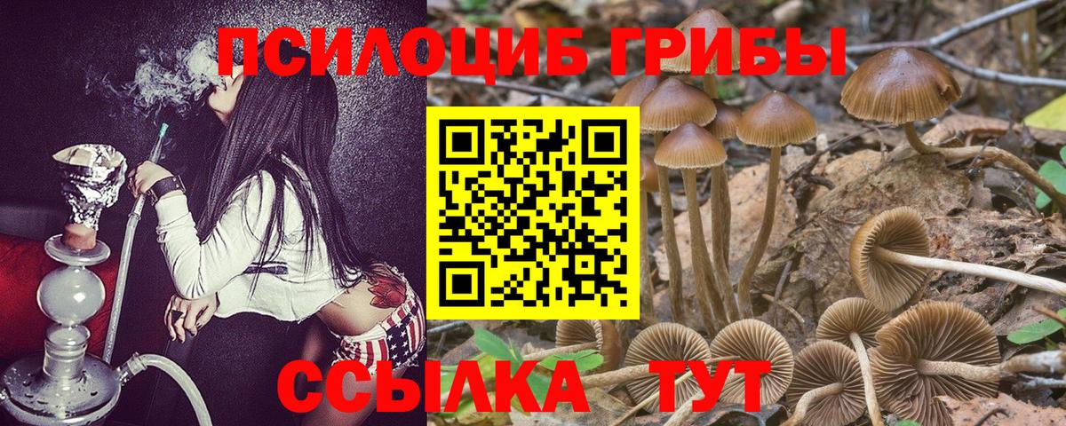 Псилоцибиновые грибы Psilocybine cubensis Нововоронеж